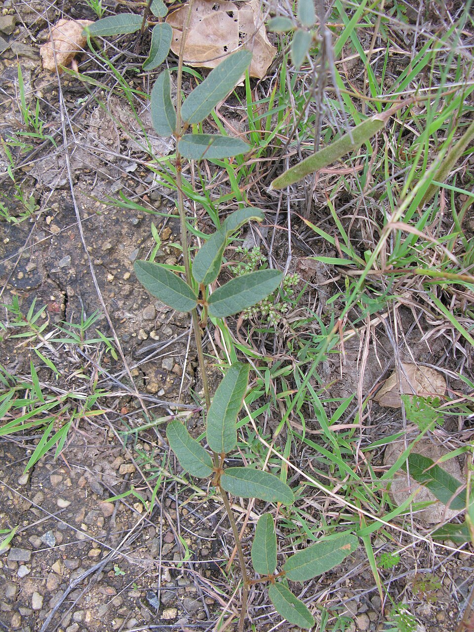 Kennedia rubicunda (Dusky coral pea) (alternate view 2)