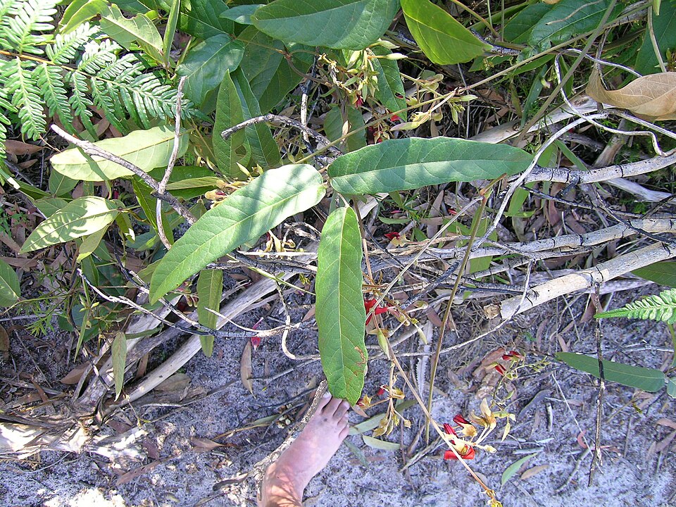 Kennedia rubicunda (Dusky coral pea) (alternate view 3)