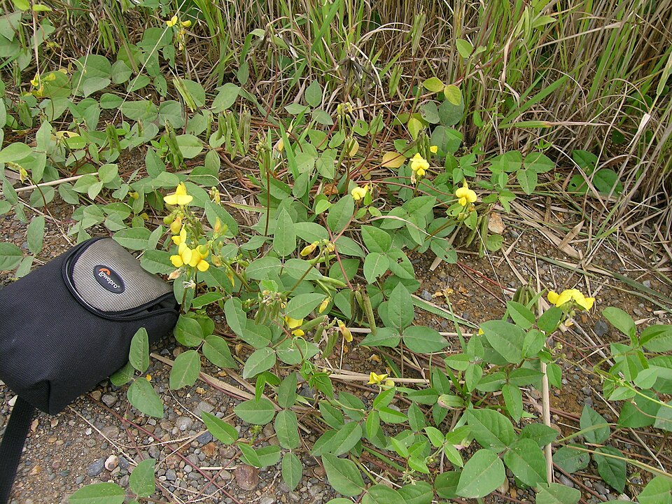 Vigna luteola (Wild Cowpea) (alternate view 6)