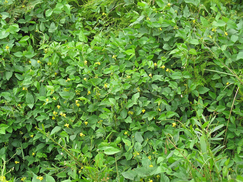 Vigna luteola (Wild Cowpea) (alternate view 7)