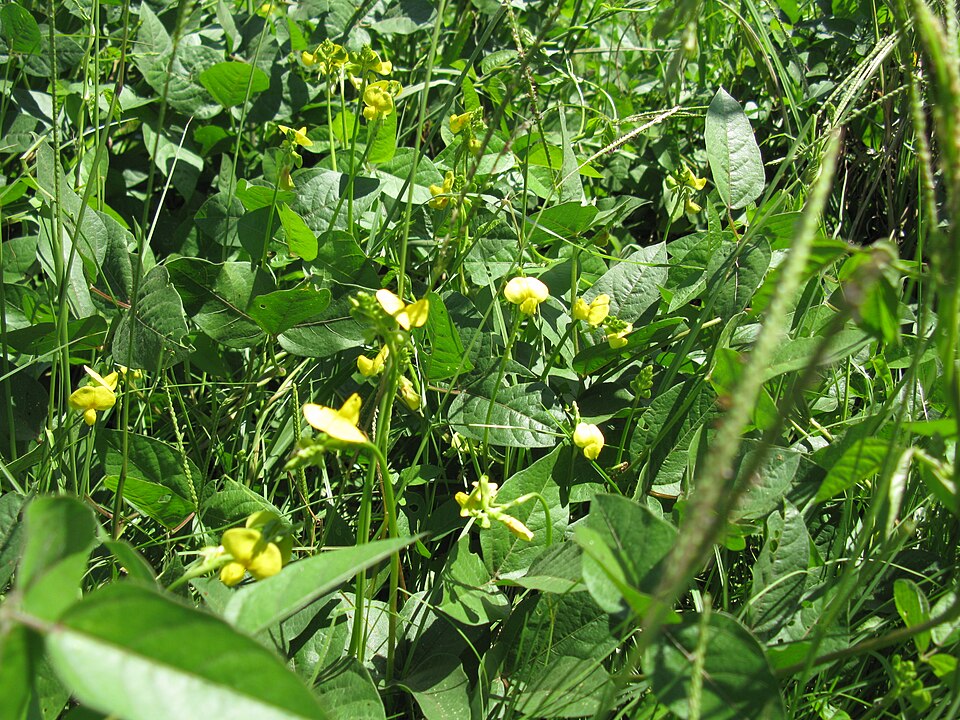 Vigna luteola (Wild Cowpea) (alternate view 8)