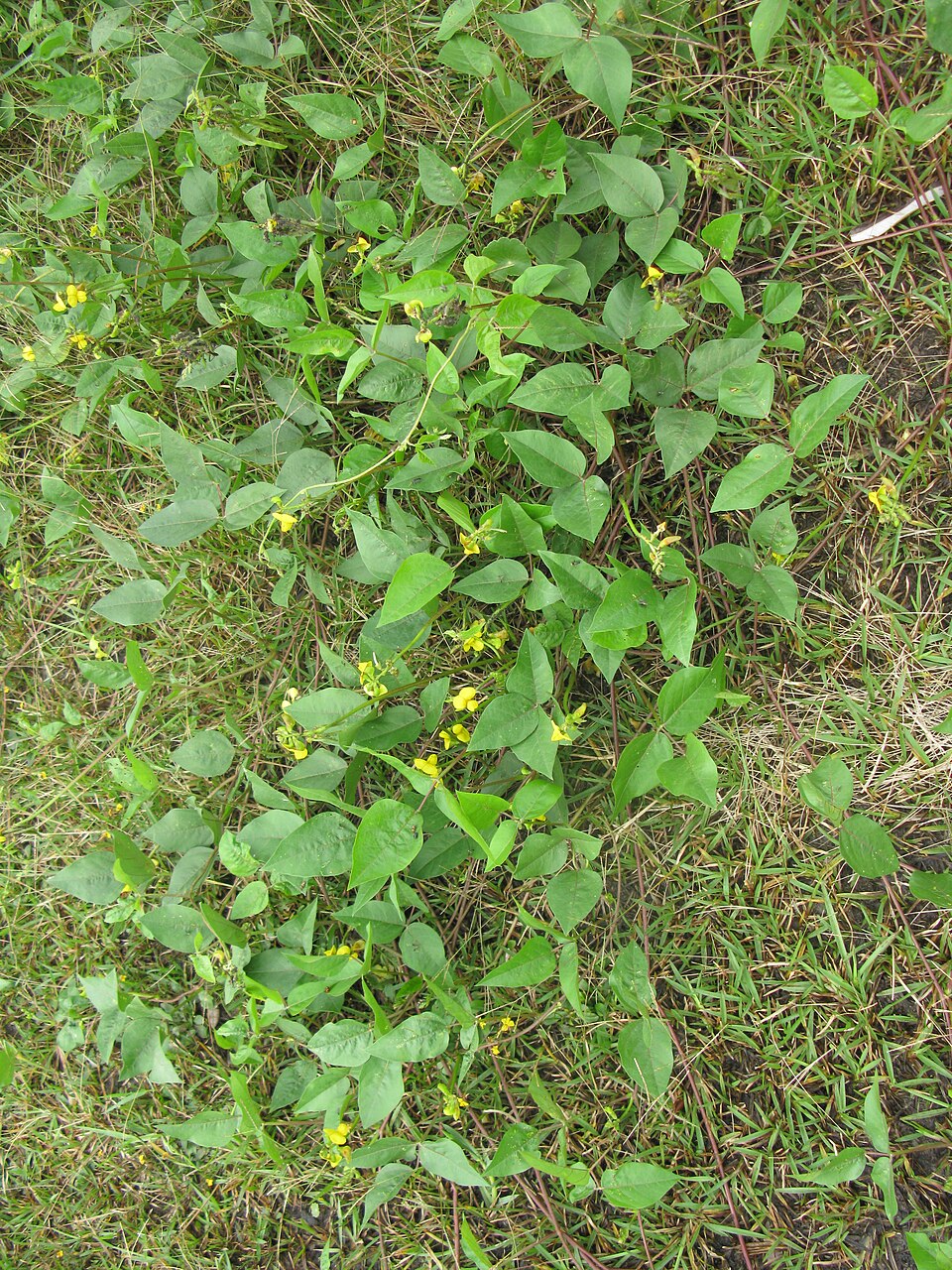 Vigna luteola (Wild Cowpea) (alternate view 9)