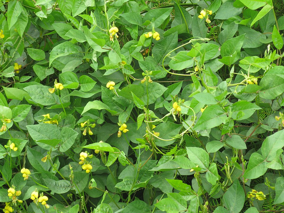 Vigna luteola (Wild Cowpea) (alternate view 10)