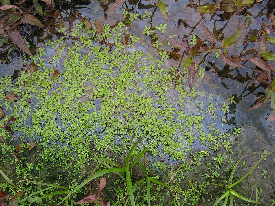 Callitriche stagnalis (Pond water-starwort)
