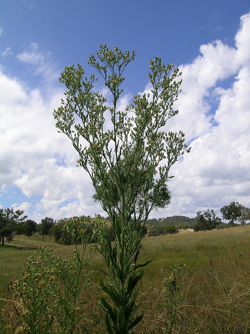 Erigeron sumatrensis (tropical horseweed)