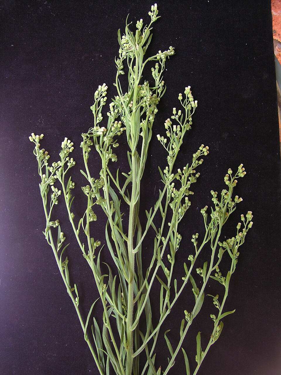 Erigeron sumatrensis (tropical horseweed)