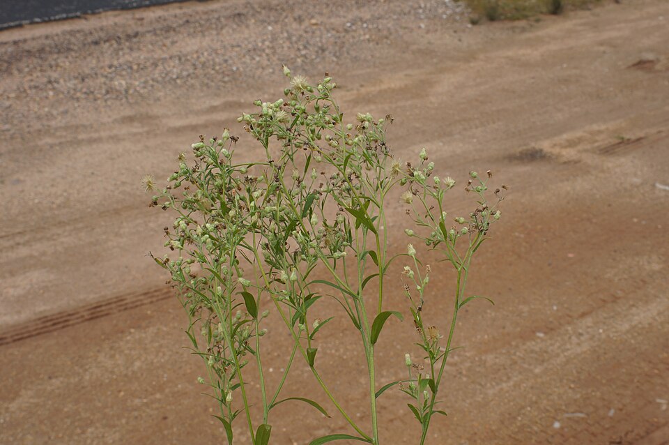 Erigeron sumatrensis (tropical horseweed)