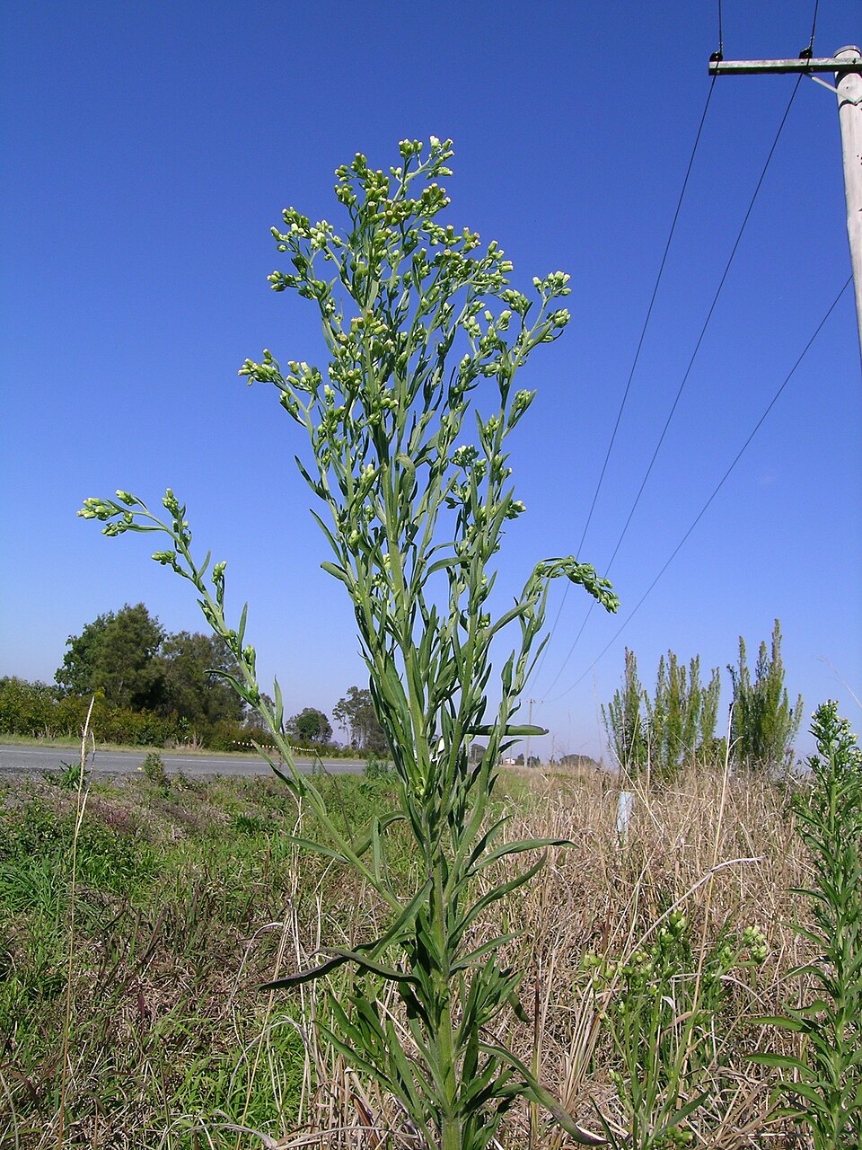Erigeron sumatrensis (tropical horseweed)