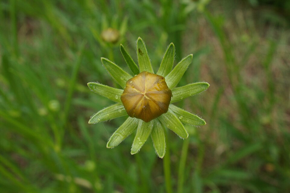 Coreopsis lanceolata (Lance-Leaved Coreopsis)