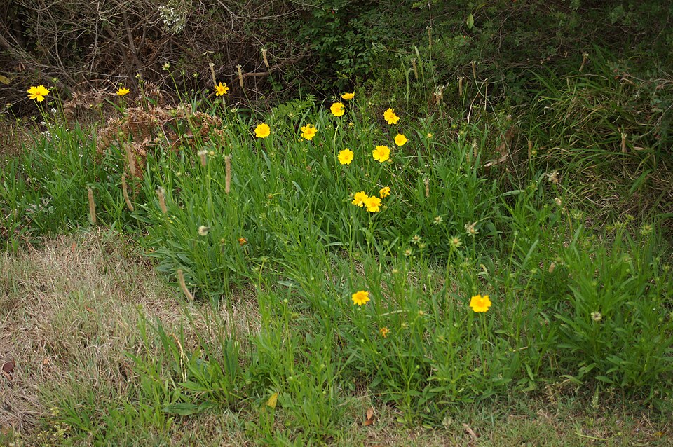 Coreopsis lanceolata (Lance-Leaved Coreopsis)
