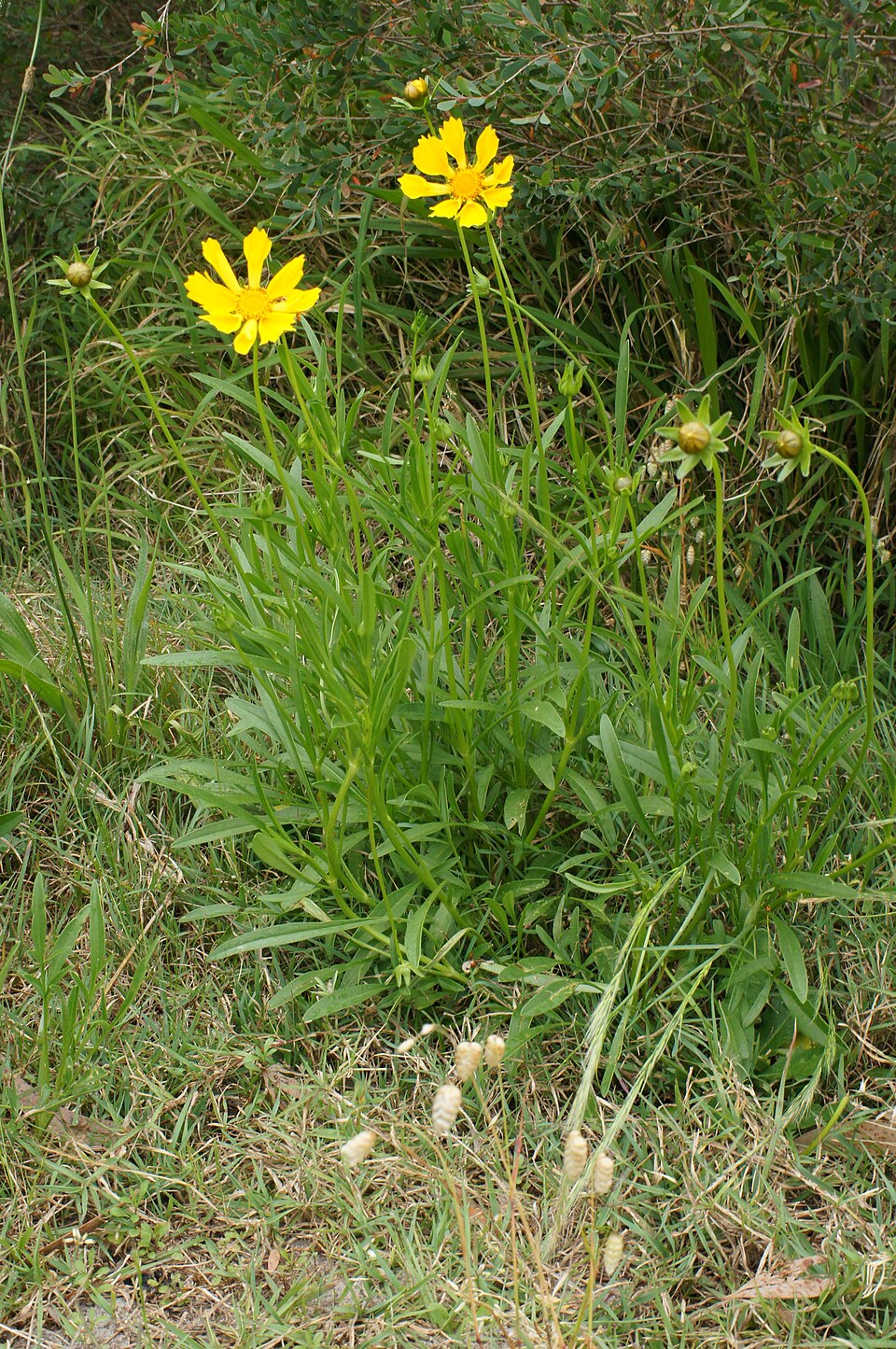 Coreopsis lanceolata (Lance-Leaved Coreopsis)