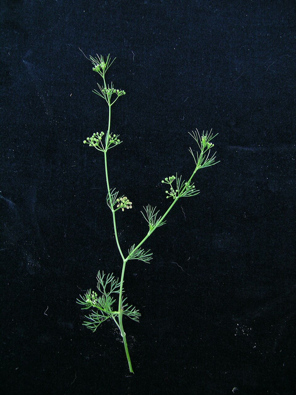 Cyclospermum leptophyllum (Marsh parsley) (alternate view 7)