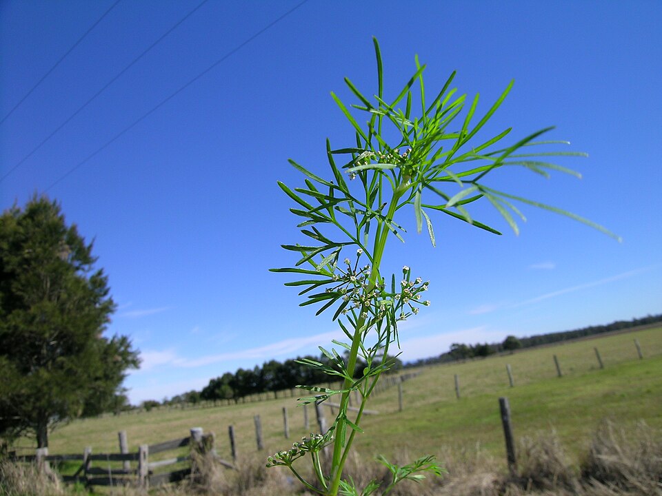 Cyclospermum leptophyllum (Marsh parsley) (alternate view 8)