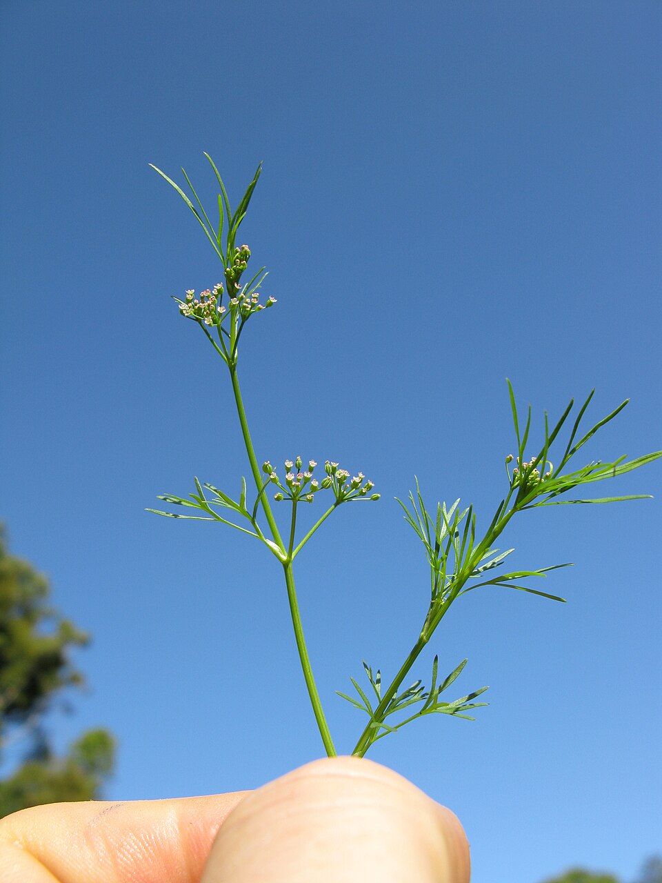Cyclospermum leptophyllum (Marsh parsley) (alternate view 9)