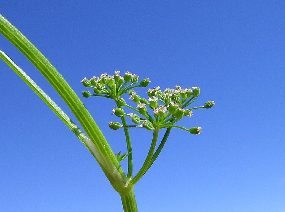 Cyclospermum leptophyllum (Marsh parsley) (alternate view 10)