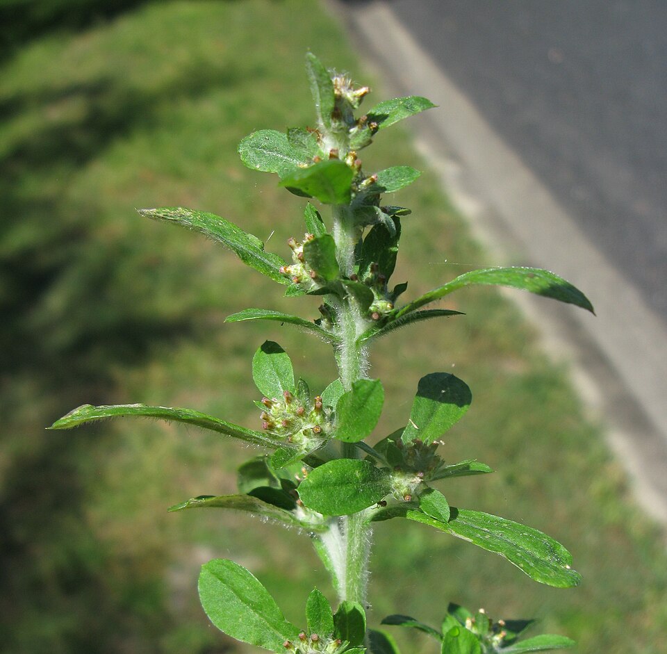 Gamochaeta pensylvanica (Pennsylvania Cudweed) (alternate view 5)