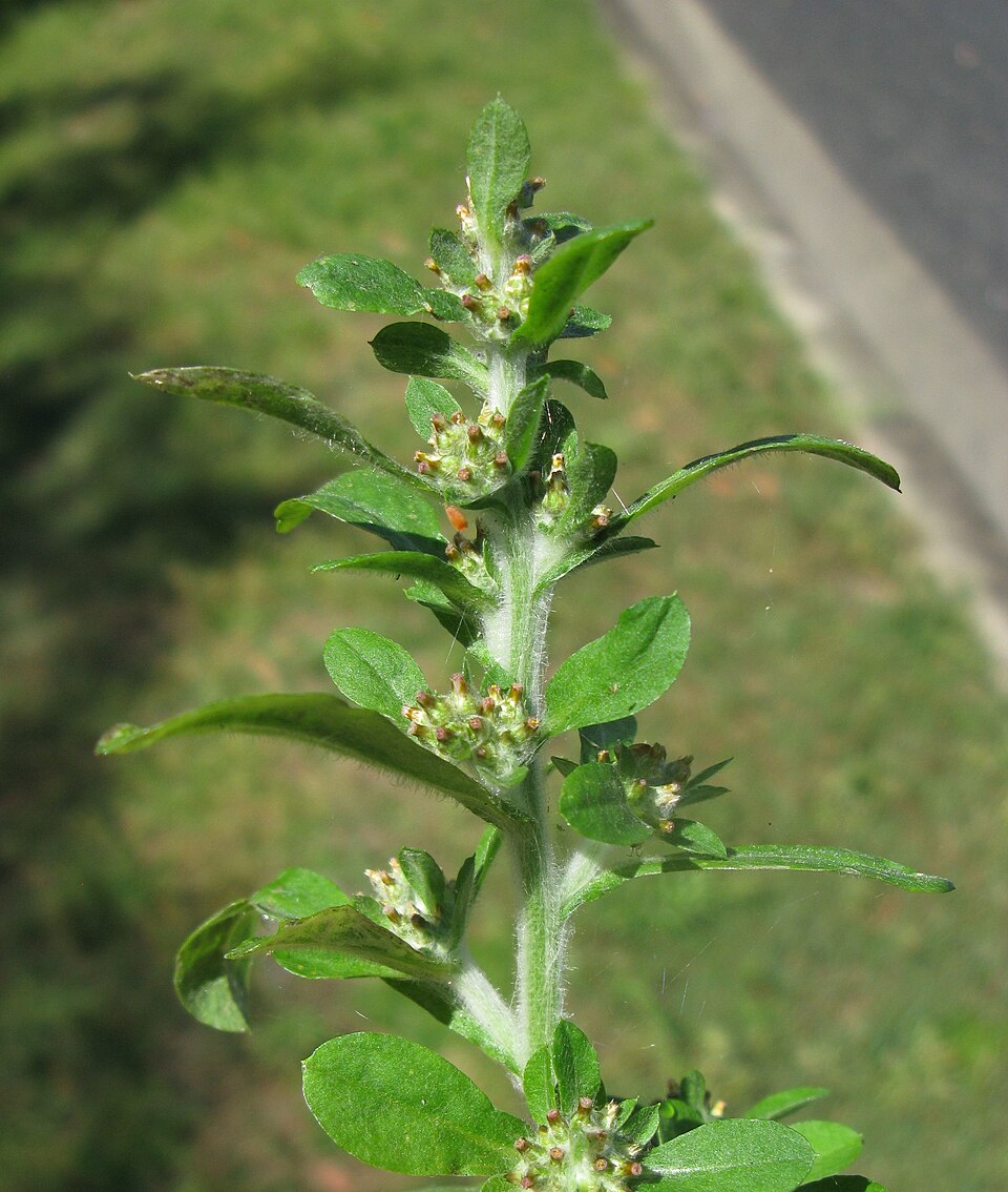 Gamochaeta pensylvanica (Pennsylvania Cudweed) (alternate view 6)