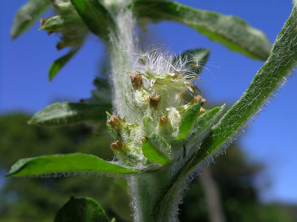 Gamochaeta pensylvanica (Pennsylvania Cudweed) (alternate view 7)