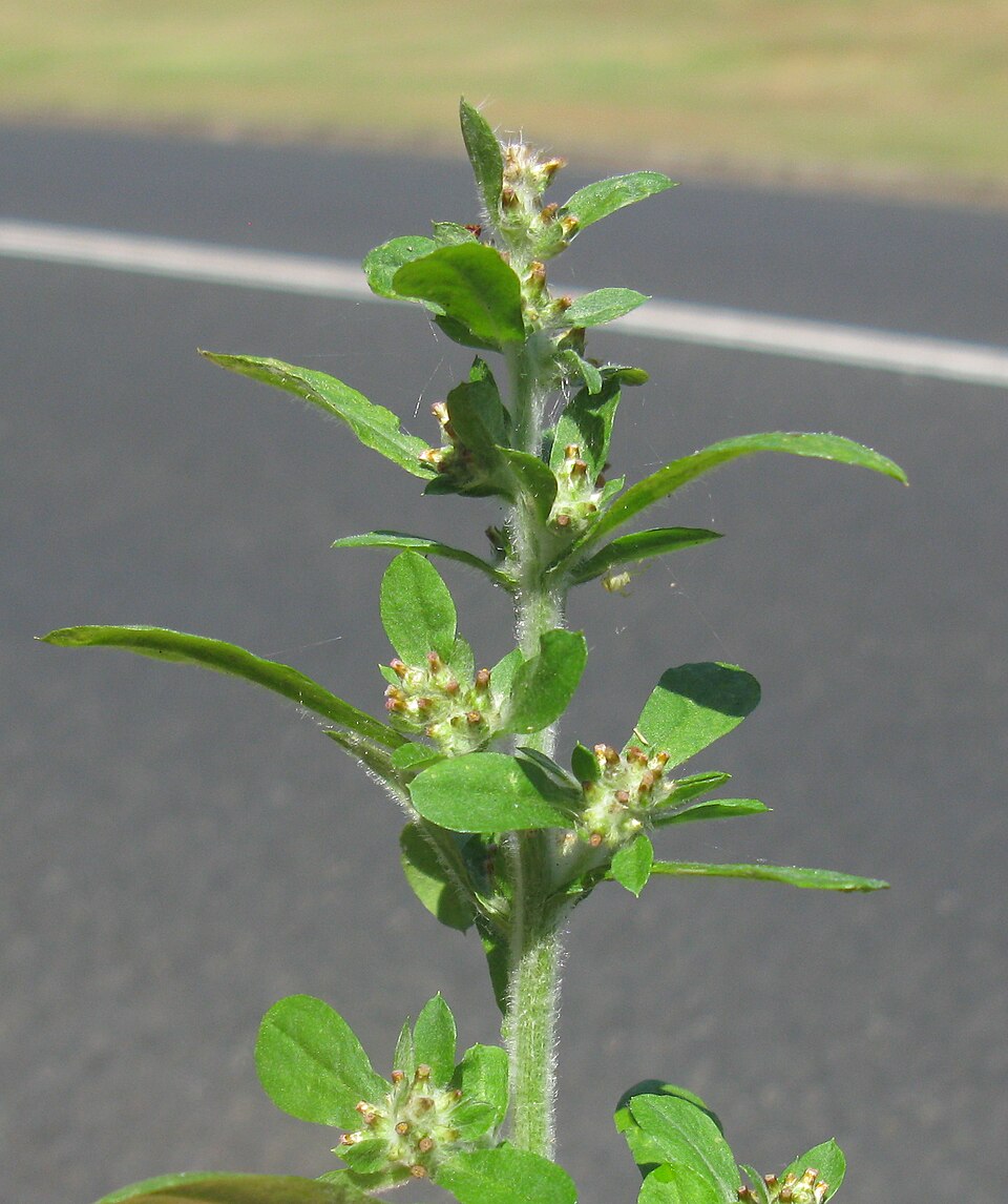 Gamochaeta pensylvanica (Pennsylvania Cudweed) (alternate view 8)
