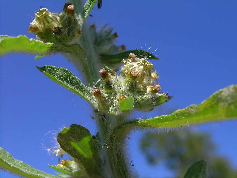 Gamochaeta pensylvanica (Pennsylvania Cudweed) (alternate view 9)