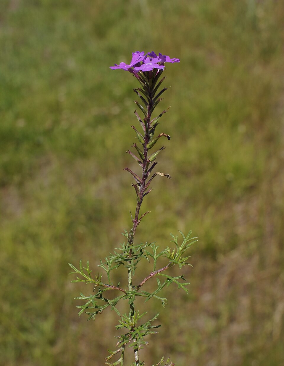 Glandularia aristigera (South American mock vervain) (alternate view 9)