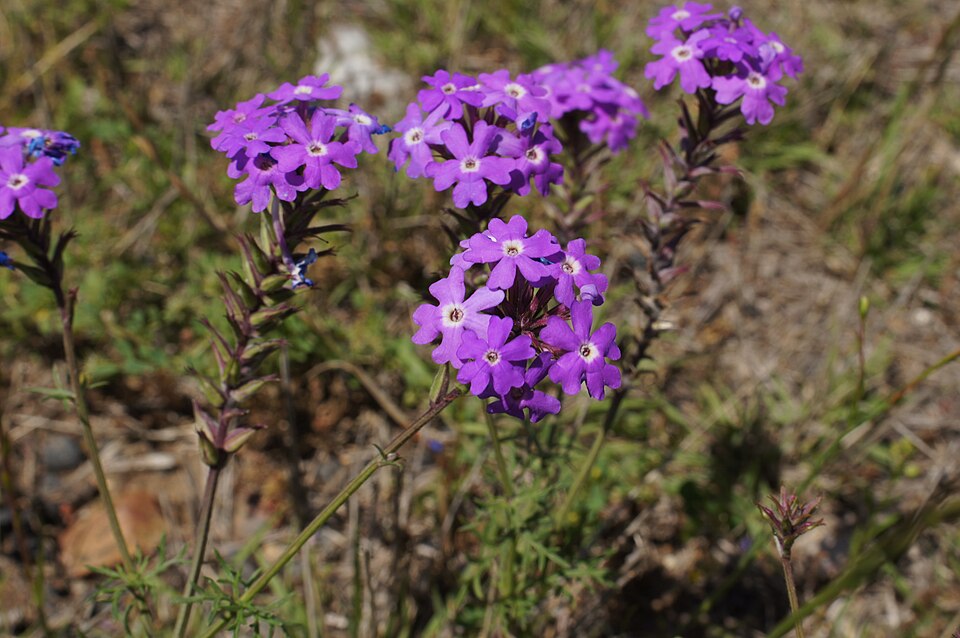 Glandularia aristigera (South American mock vervain) (alternate view 10)