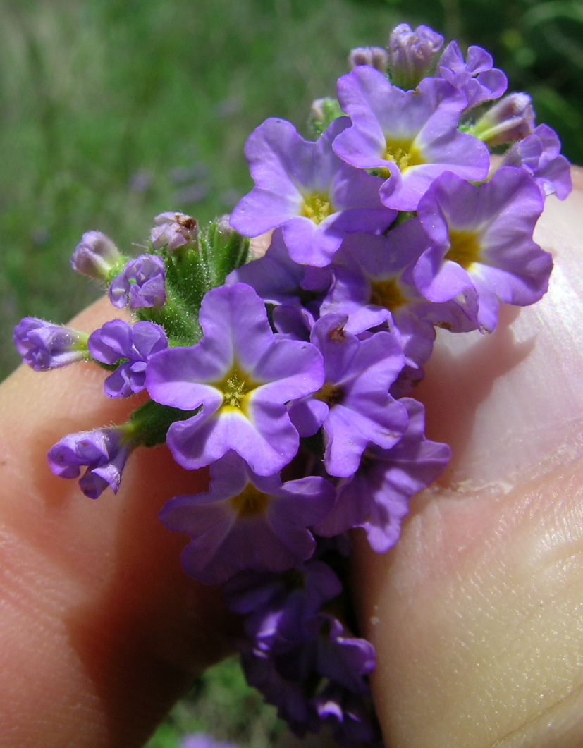 Heliotropium amplexicaule (fragrant heliotrope) (alternate view 2)