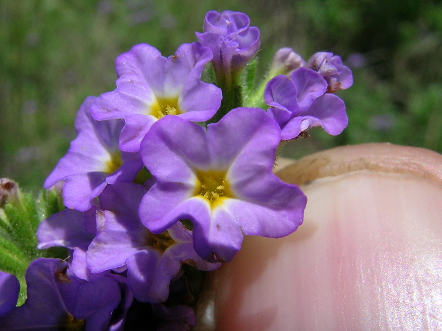Heliotropium amplexicaule (fragrant heliotrope) (alternate view 3)