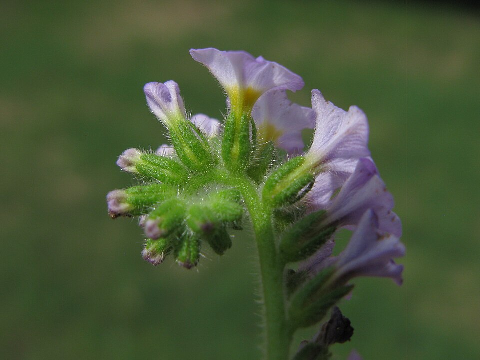 Heliotropium amplexicaule (fragrant heliotrope) (alternate view 4)