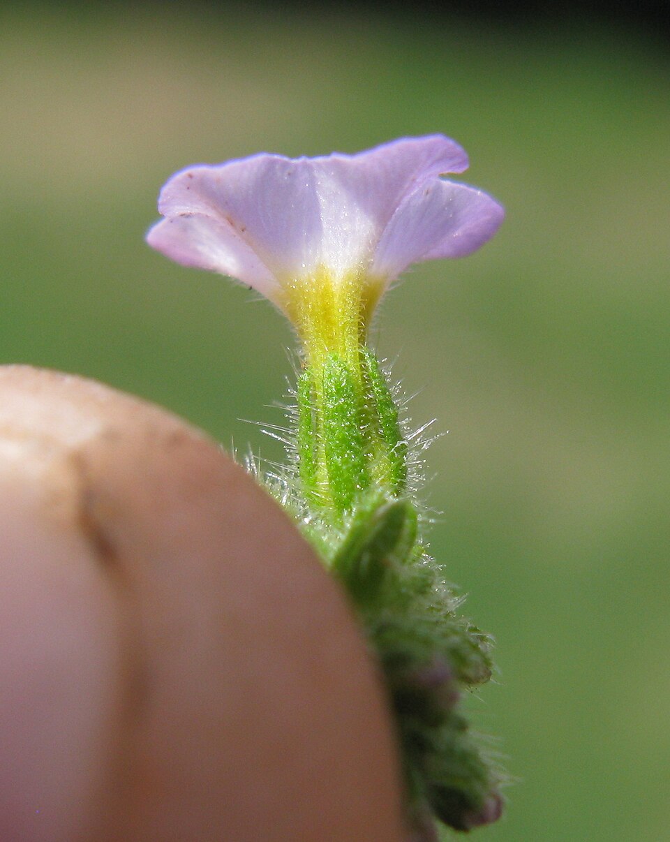 Heliotropium amplexicaule (fragrant heliotrope) (alternate view 5)
