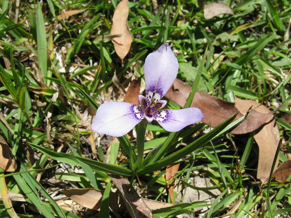 Herbertia lahue (Prairie Nymph) (alternate view 9)