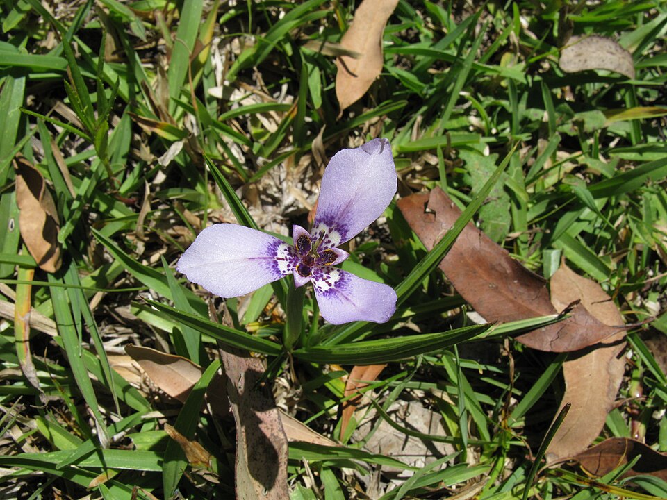 Herbertia lahue (Prairie Nymph) (alternate view 10)
