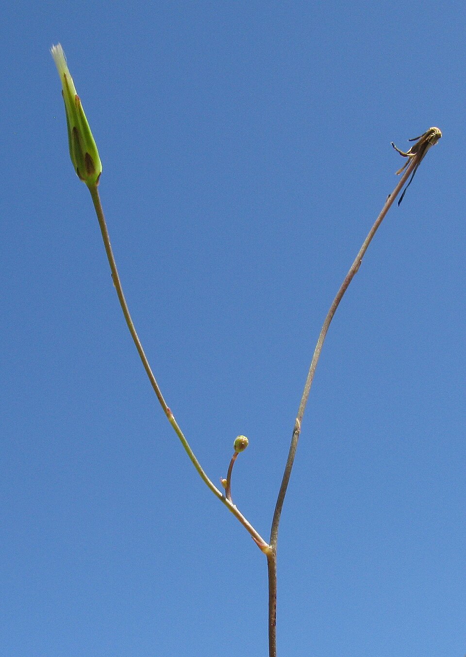 Hypochaeris glabra (Smooth Cat's Ear) (alternate view 6)