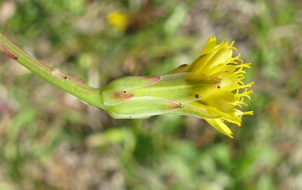 Hypochaeris glabra (Smooth Cat's Ear) (alternate view 7)