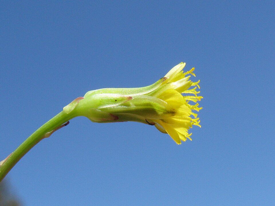 Hypochaeris glabra (Smooth Cat's Ear) (alternate view 8)