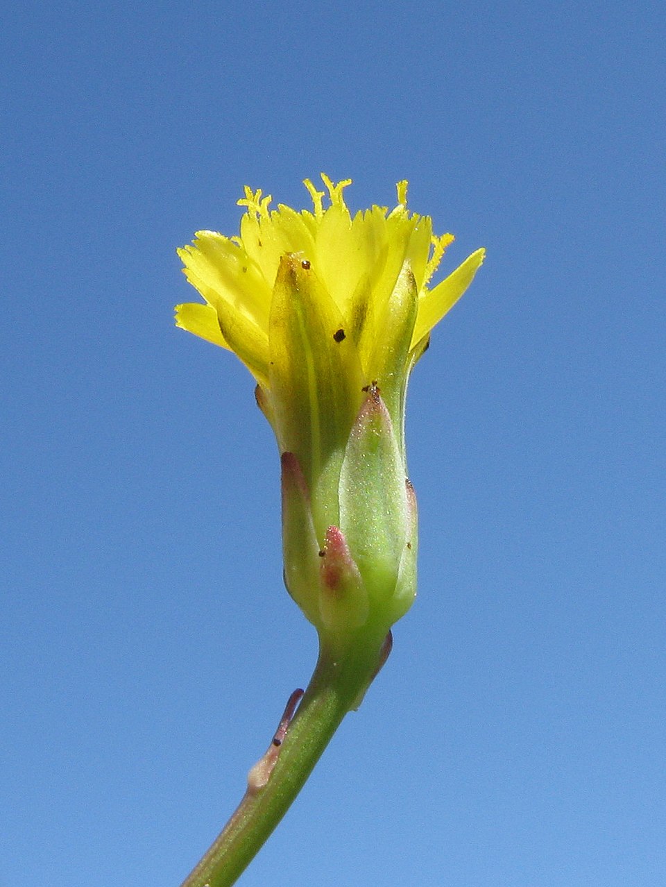Hypochaeris glabra (Smooth Cat's Ear) (alternate view 9)