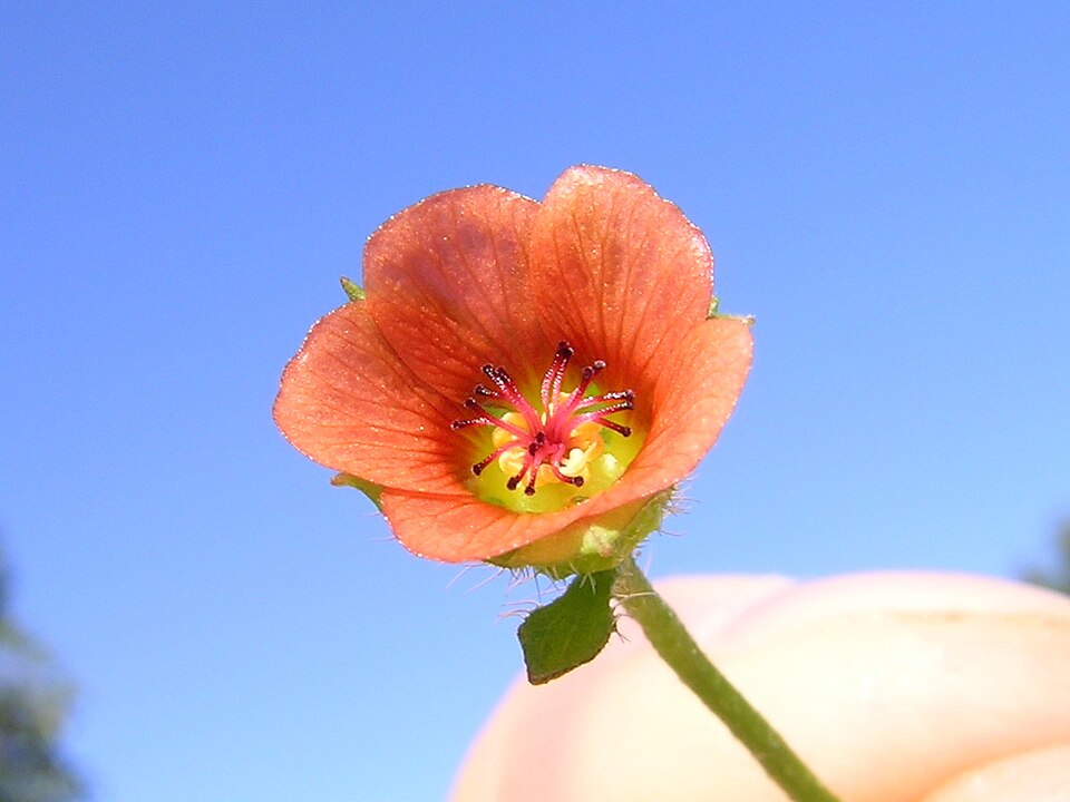 Modiola caroliniana (Bristly Mallow) (alternate view 8)