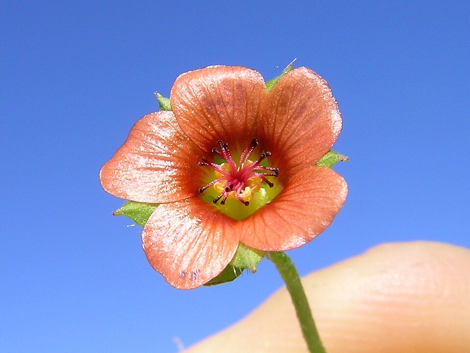 Modiola caroliniana (Bristly Mallow) (alternate view 9)