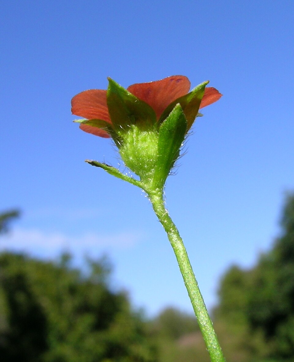 Modiola caroliniana (Bristly Mallow) (alternate view 10)