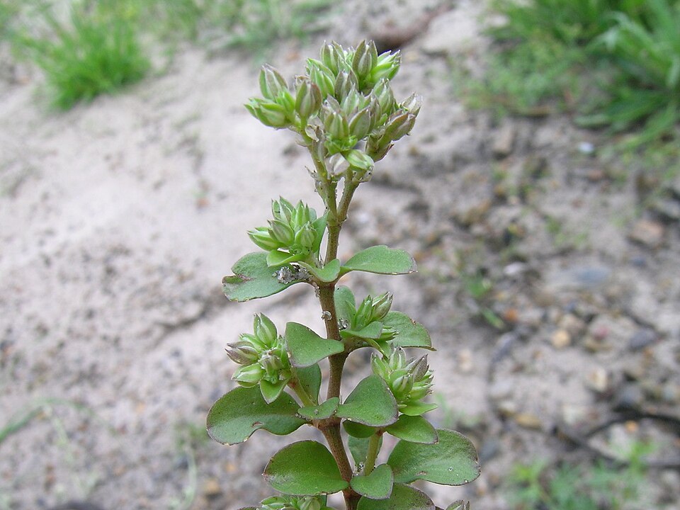 Polycarpon tetraphyllum (fourleaf manyseed) (alternate view 7)
