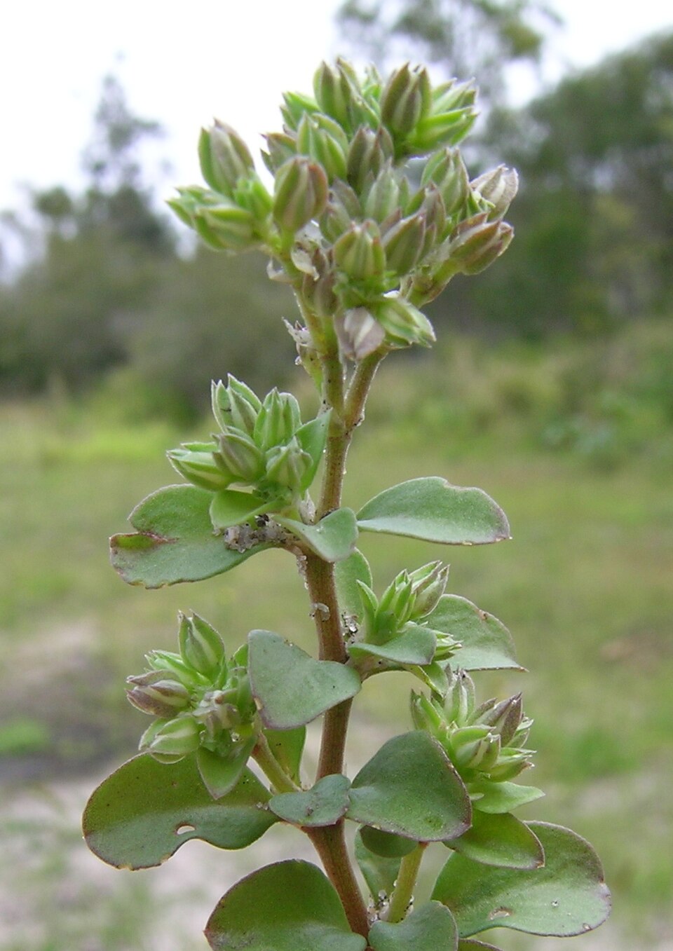 Polycarpon tetraphyllum (fourleaf manyseed) (alternate view 8)