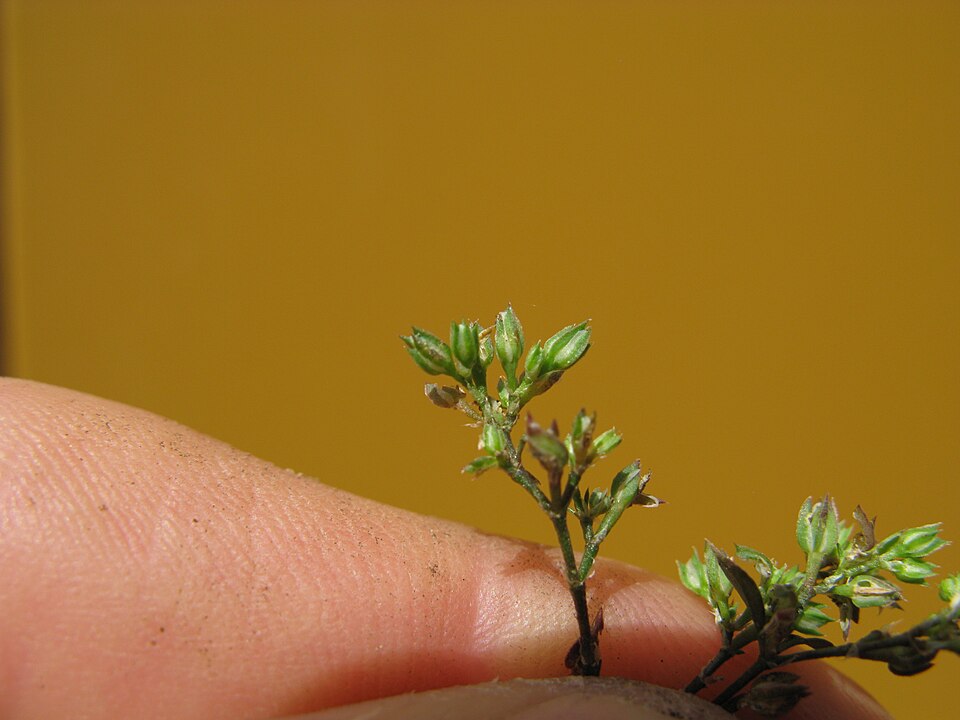 Polycarpon tetraphyllum (fourleaf manyseed) (alternate view 9)