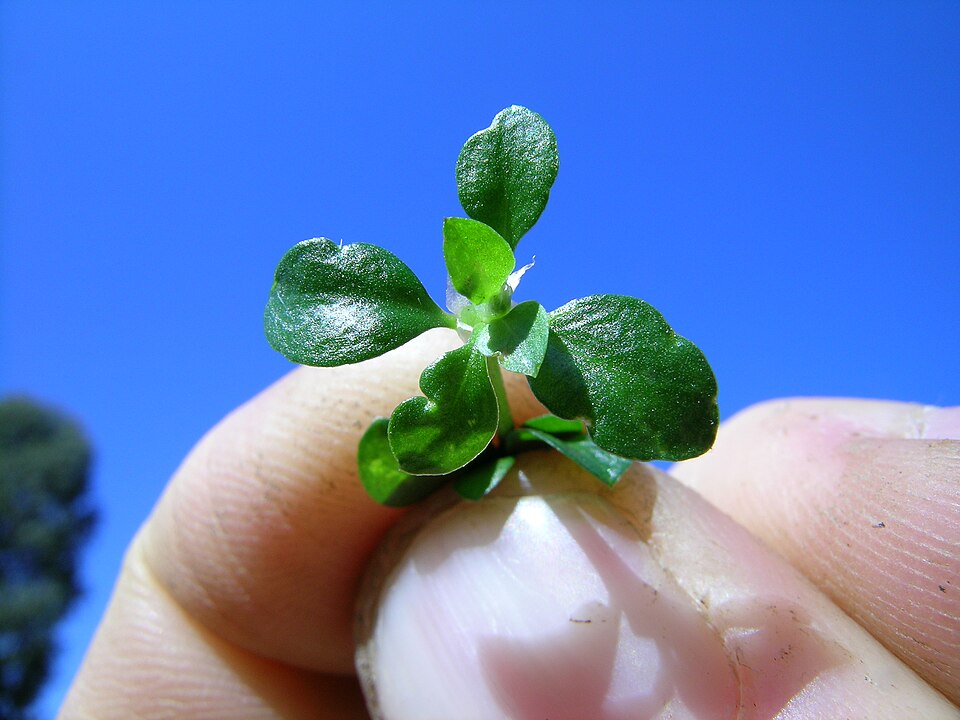 Polycarpon tetraphyllum (fourleaf manyseed) (alternate view 10)