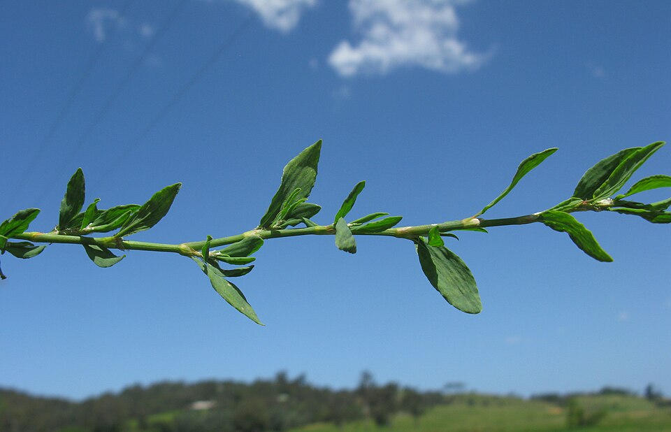 Polygonum arenastrum (Oval Leaf Knotweed) (alternate view 9)
