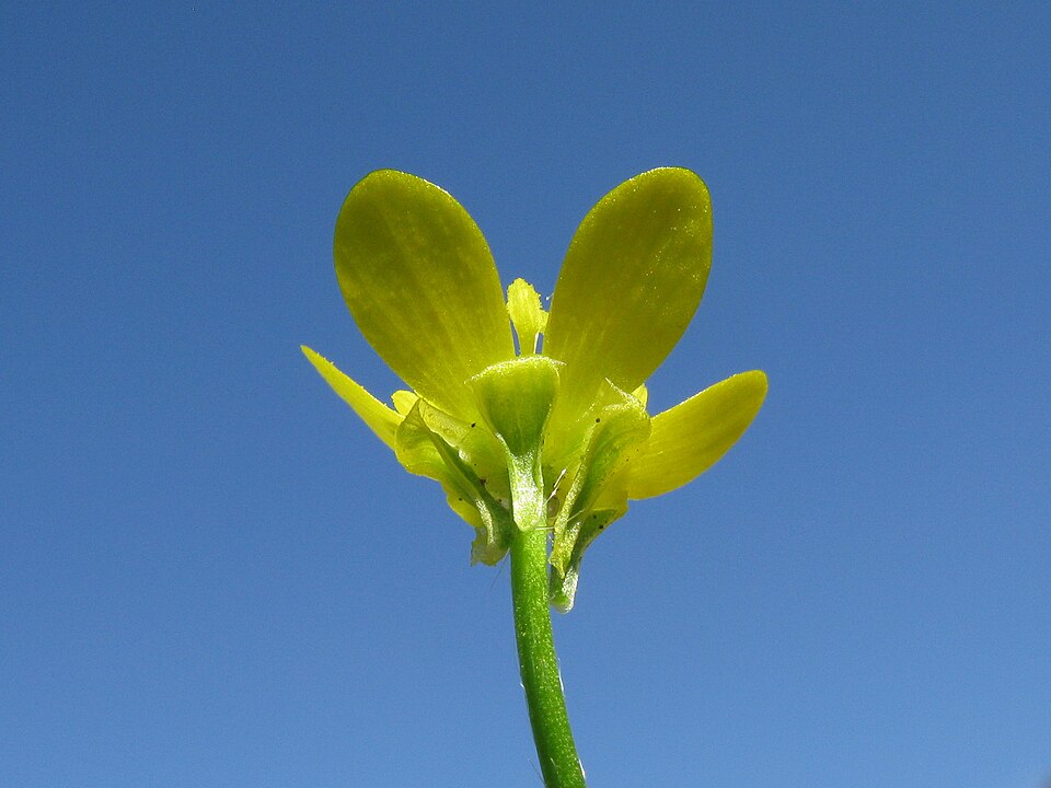 Ranunculus muricatus (Rough-fruited buttercup) (alternate view 7)