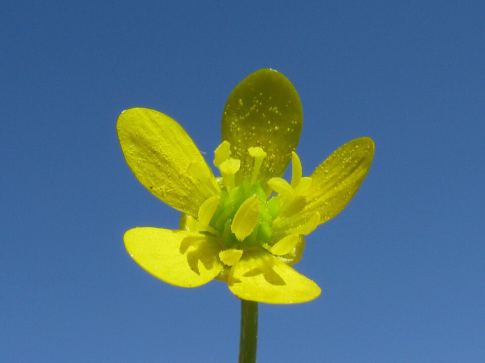 Ranunculus muricatus (Rough-fruited buttercup) (alternate view 8)