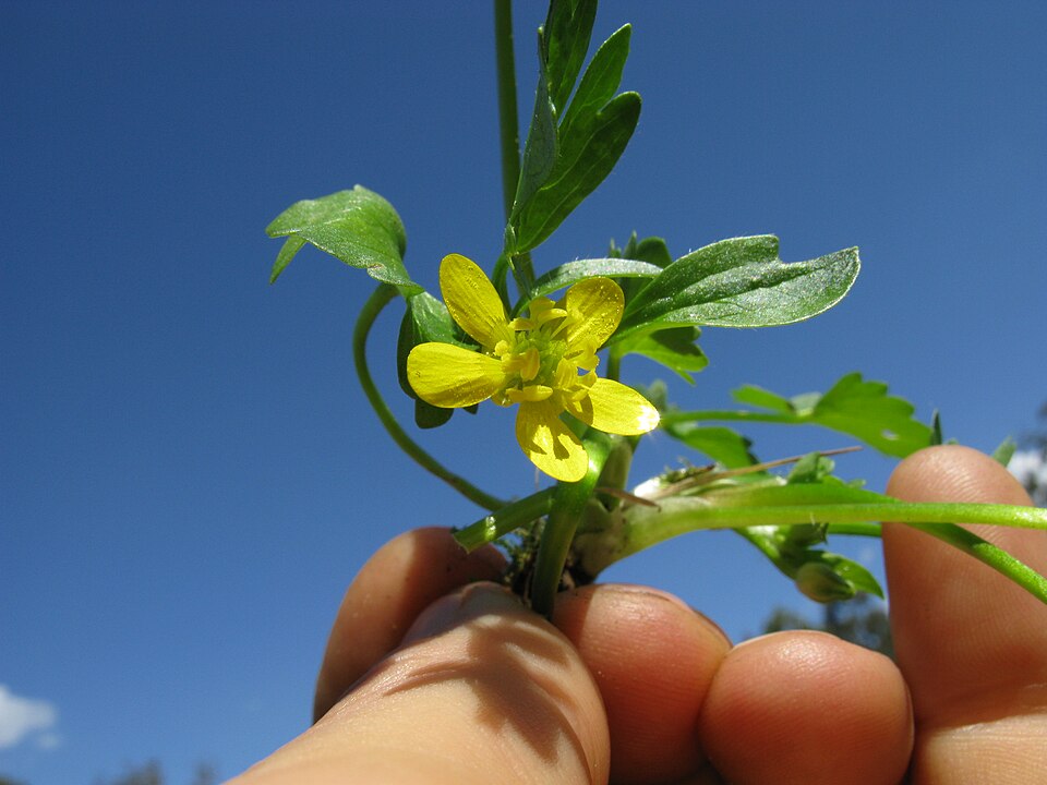 Ranunculus muricatus (Rough-fruited buttercup) (alternate view 9)