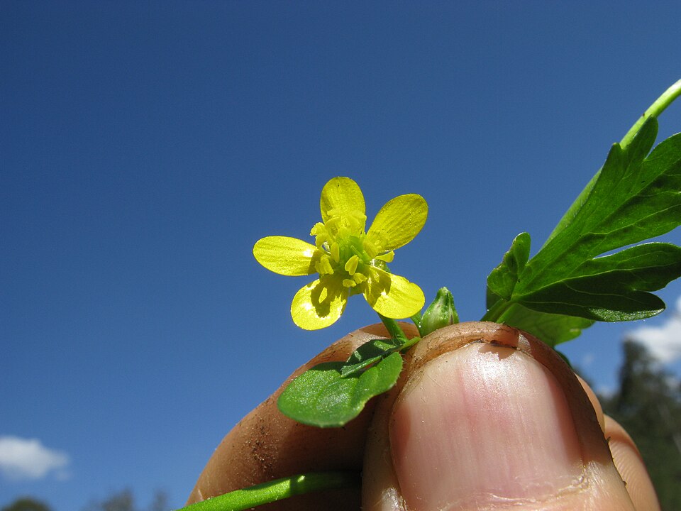 Ranunculus muricatus (Rough-fruited buttercup) (alternate view 10)
