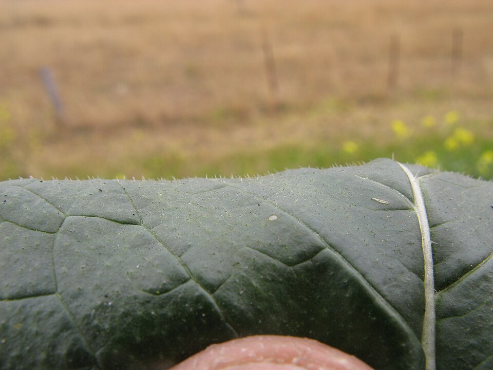 Rapistrum rugosum (annual bastard cabbage) (alternate view 9)