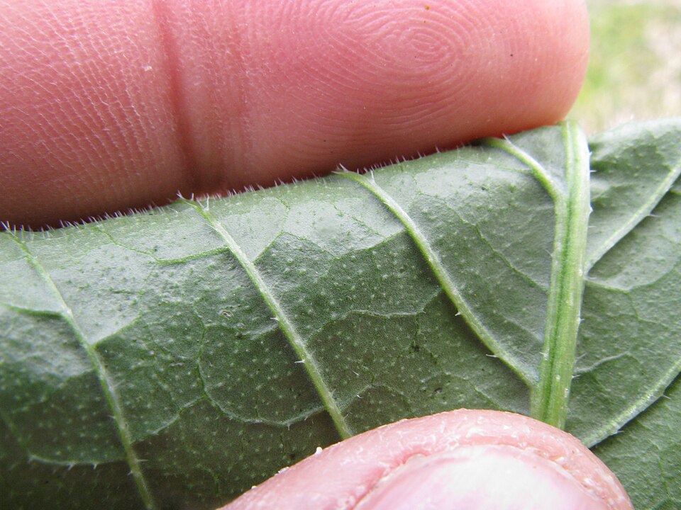 Rapistrum rugosum (annual bastard cabbage) (alternate view 10)